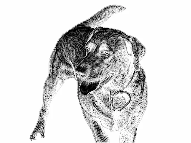 Hatching Dog Portrait