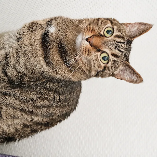 Upside Down Cat