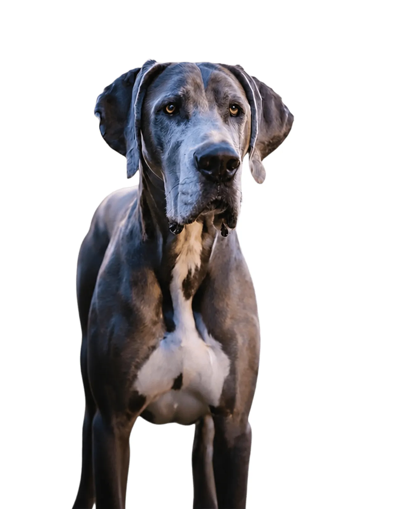Laser cut and engrave Great Dane Portrait