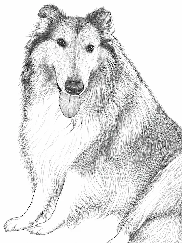 Collie Dog Portrait