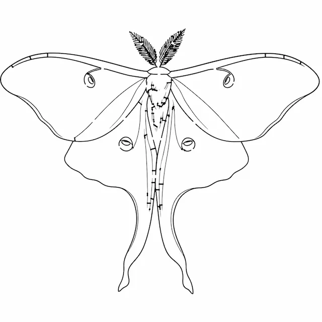 Luna Moth Line Art