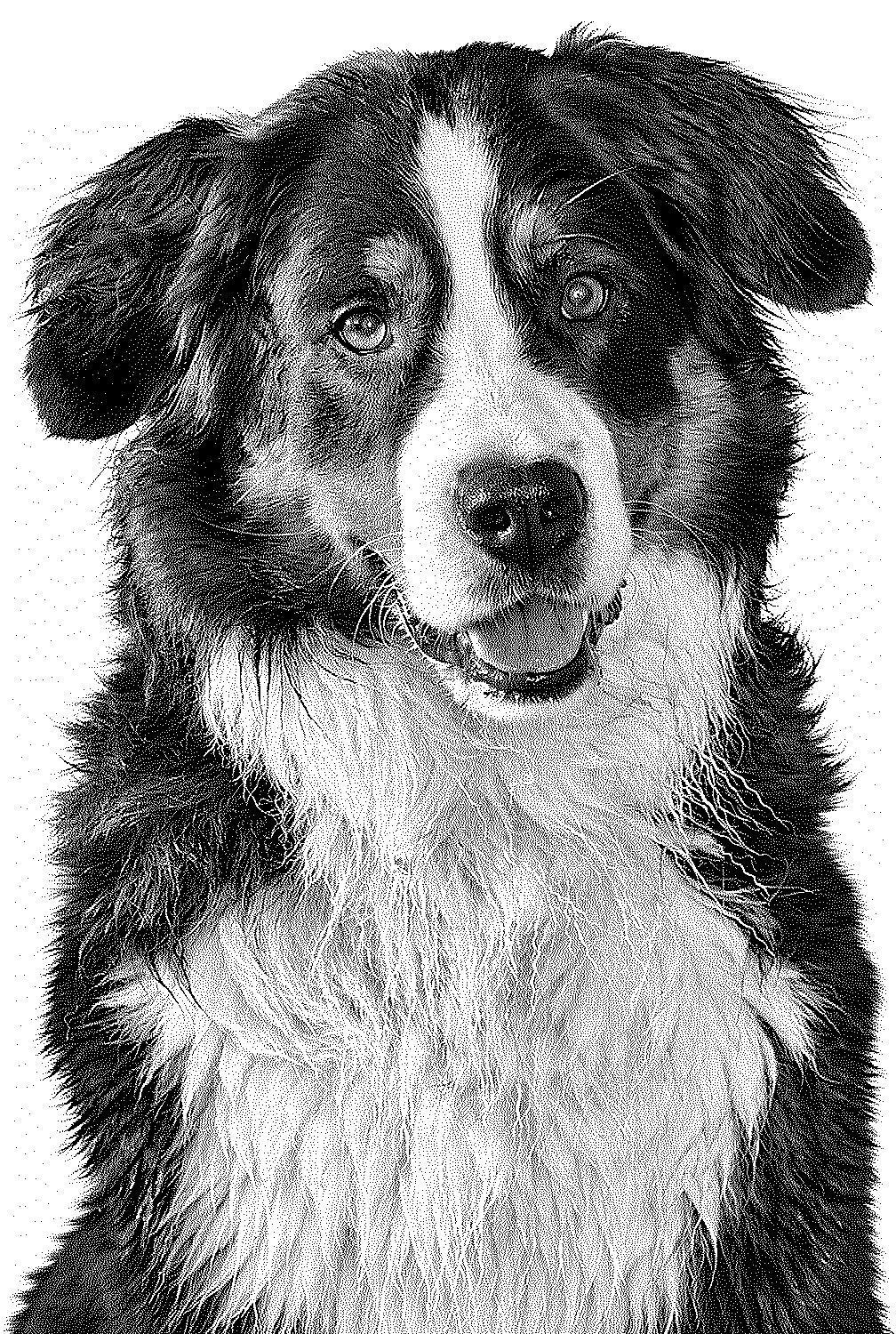 Border-Collie-Porträt