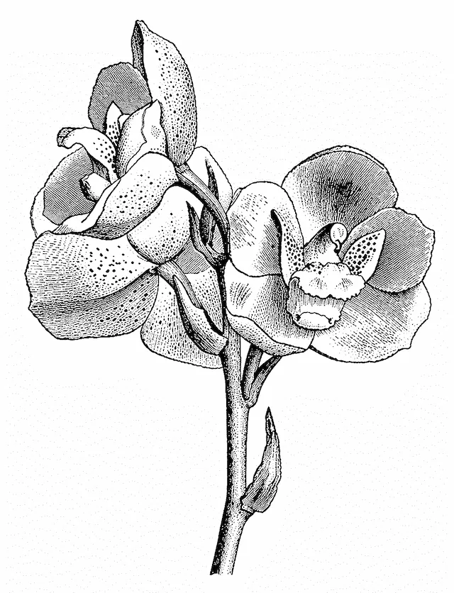 Orquídea en flor