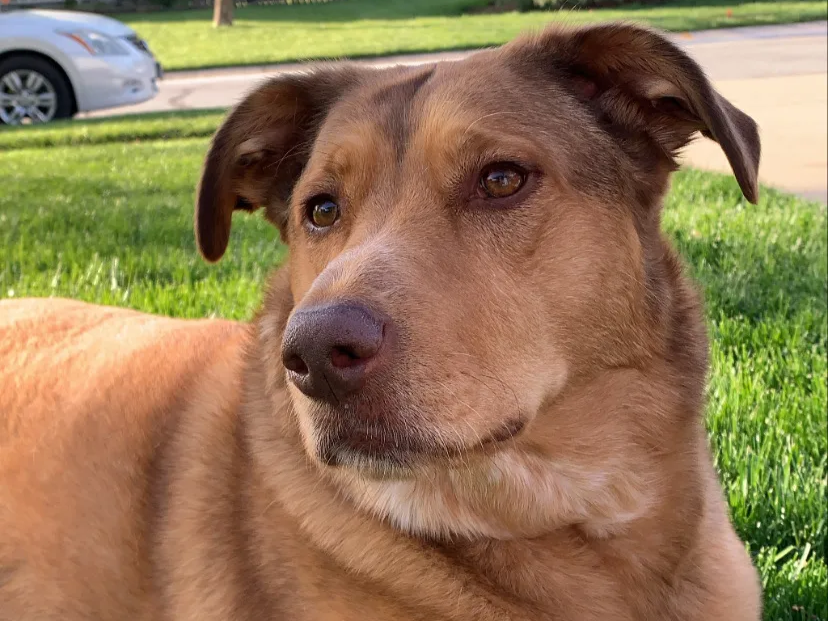 Portrait of a brown mixed breed dog resting on green grass