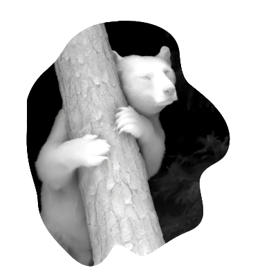 медведь с деревом.xs