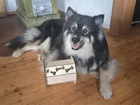 [Laser cut and engrave] Intelligentes Futterspielzeug für Hunde