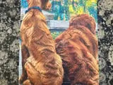 [UV printing,DTG] Oil Painting of Two Dogs Sitting by a Reflective Pond
