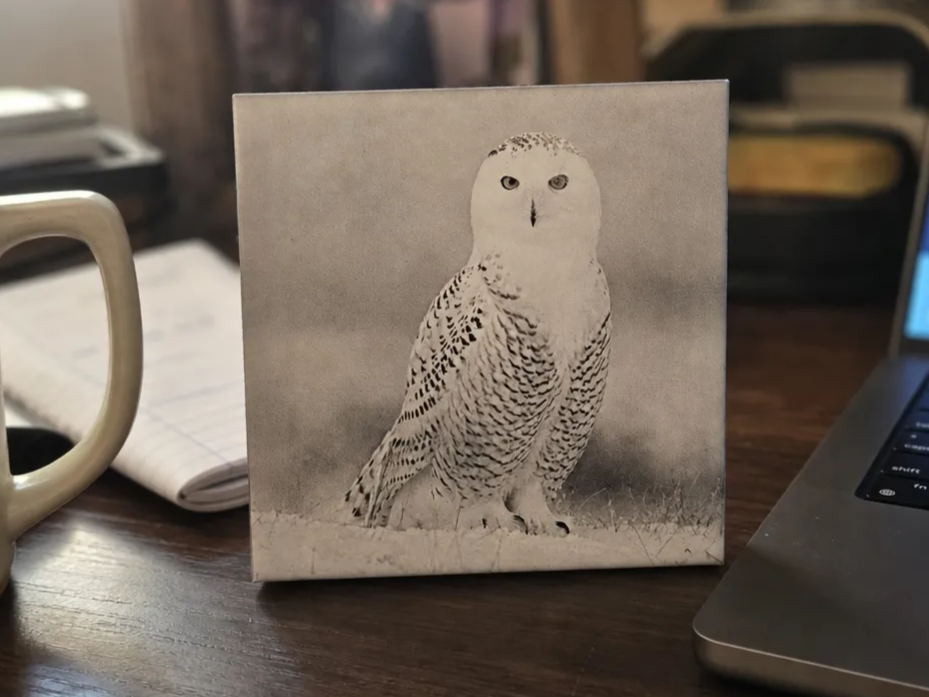 snow owl on ceramic tile