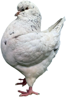 Holub.xs