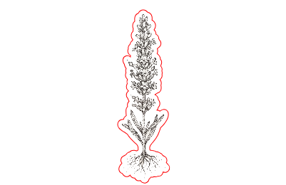 flower3.xs