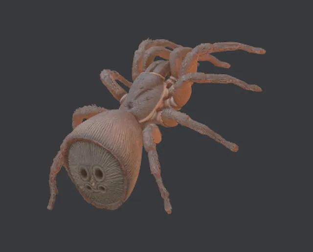 Cyclocosmia ricketti 3D.xs