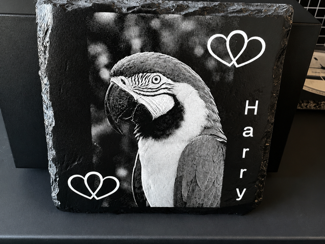 Parrot on Slate Rock Coaster