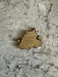 [Laser cut and engrave] Frog and Mushroom Pendant Charm