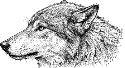 wolf cut.xs