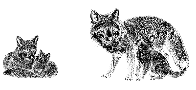 Renard.xs