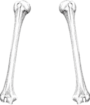 skeleton.xcs