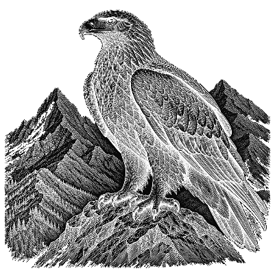 Aigle royal.xs
