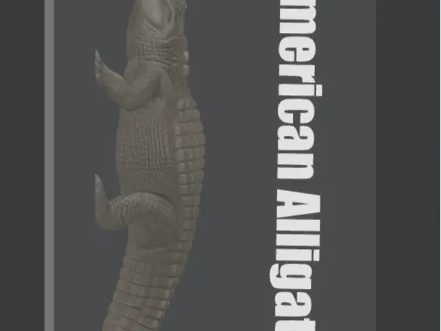 American Alligator