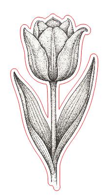 flower4.xs