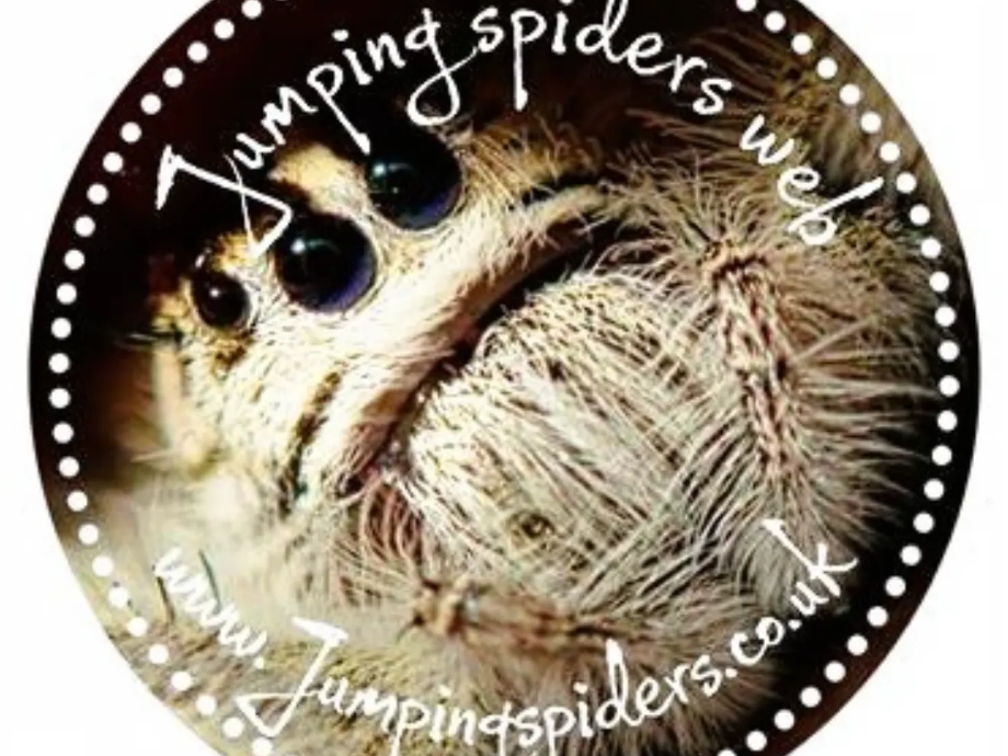 Jumping Spider Coaster Halloween coaster idea