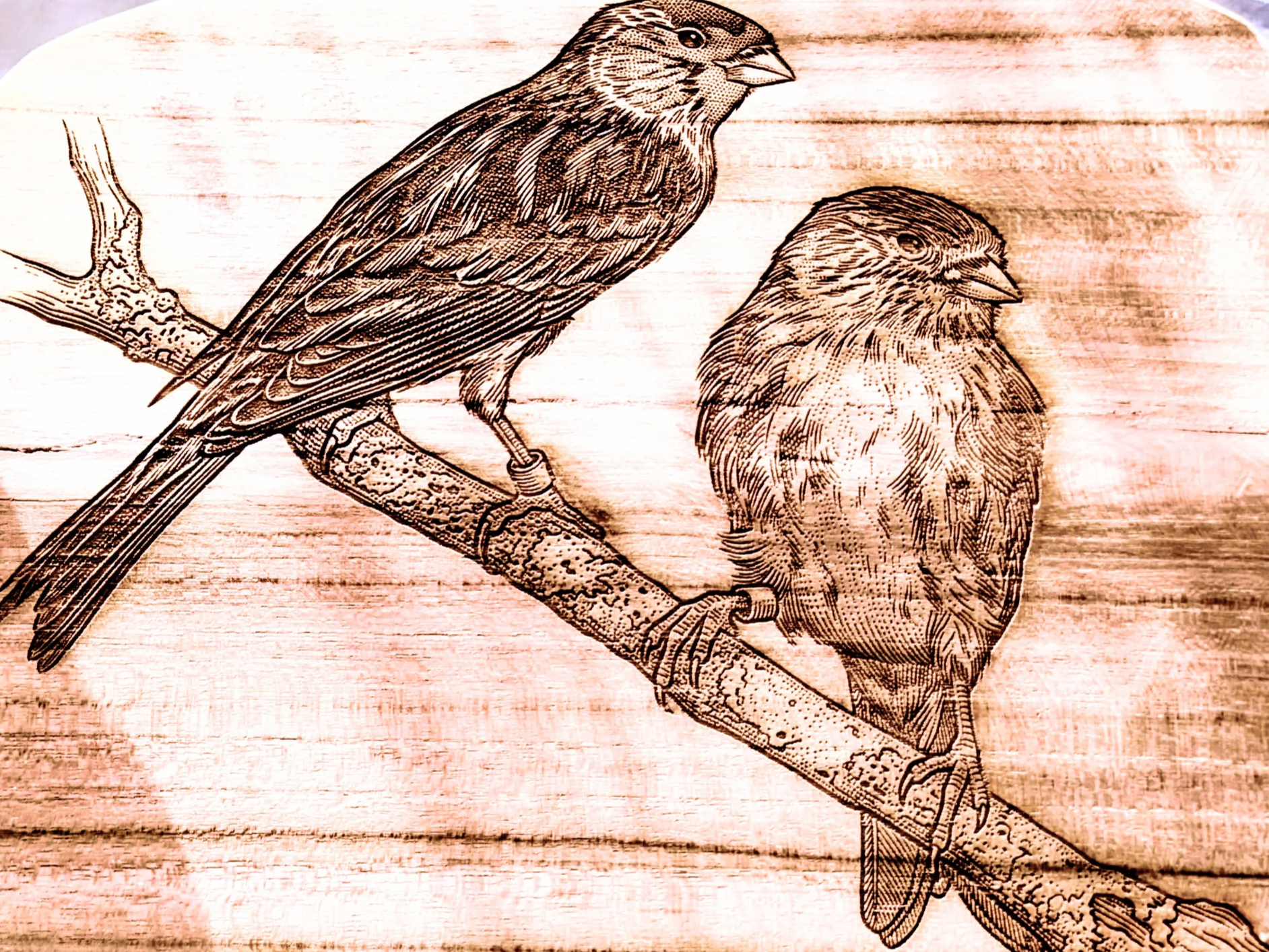 Illustration de deux oiseaux posés sur une branche