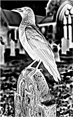 crow on a grave1-bc.xs