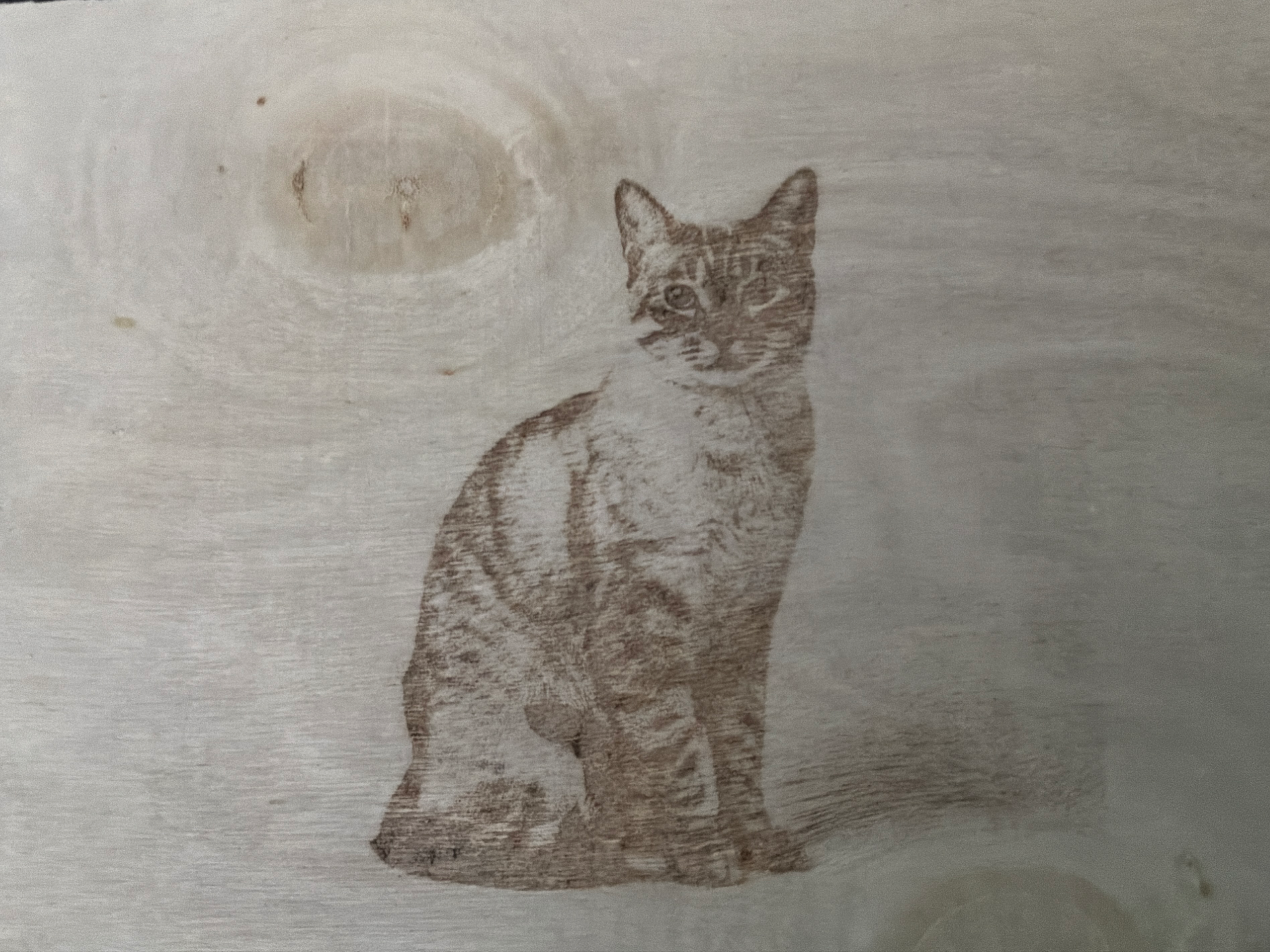 Siam tabby point katze