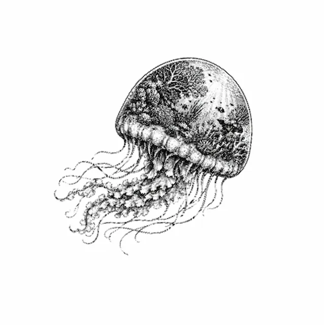 meduse marine.xs