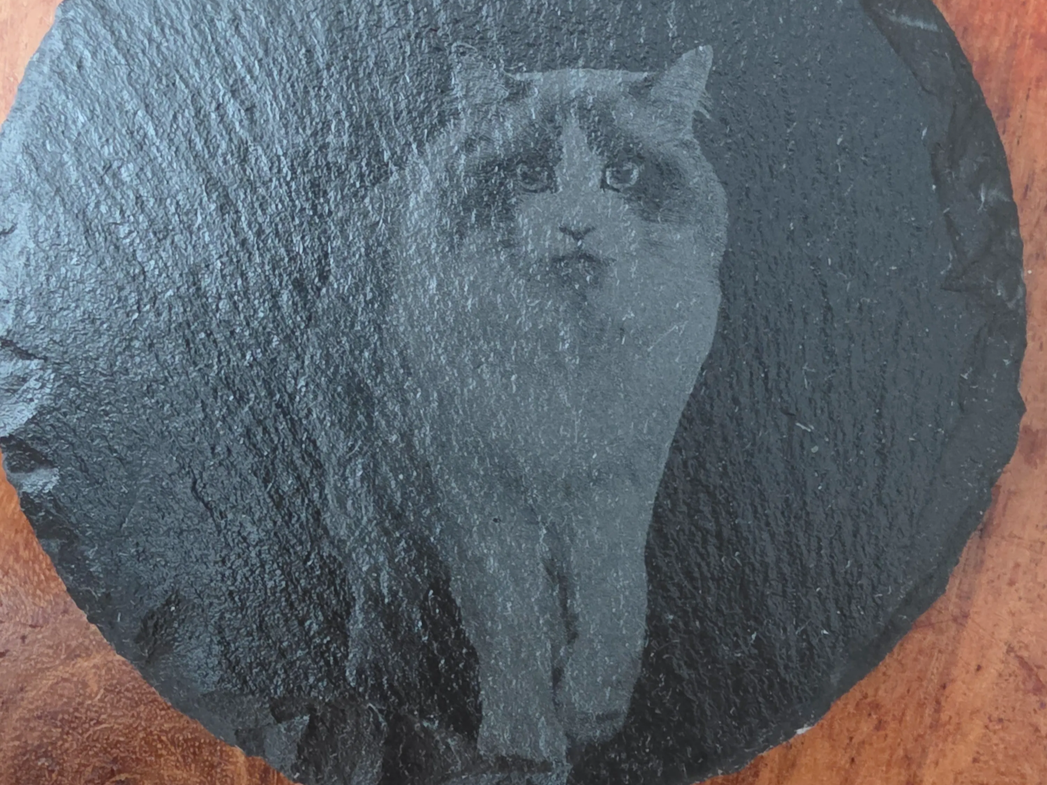 cat on stone