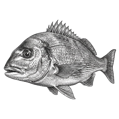 Sea Bream.xs