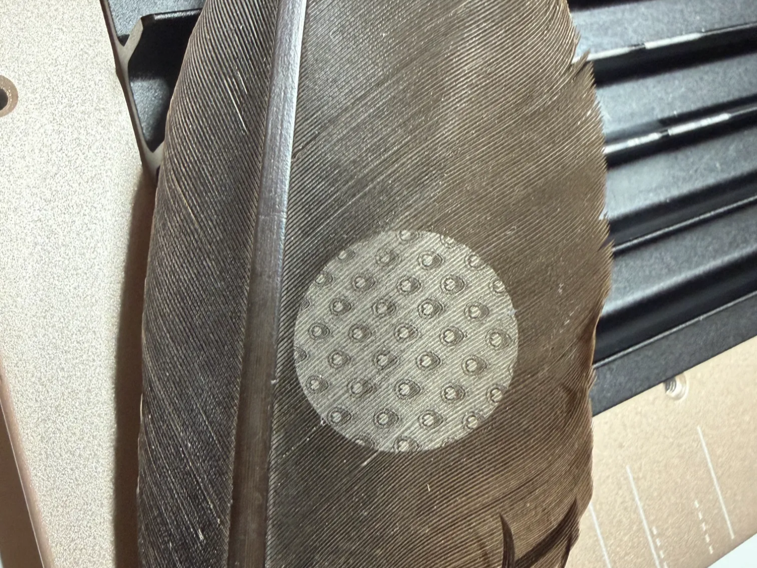 Natural bird feather with circular geometric pattern
