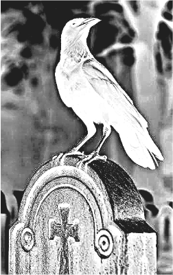 Raven on a grave - bc.xs