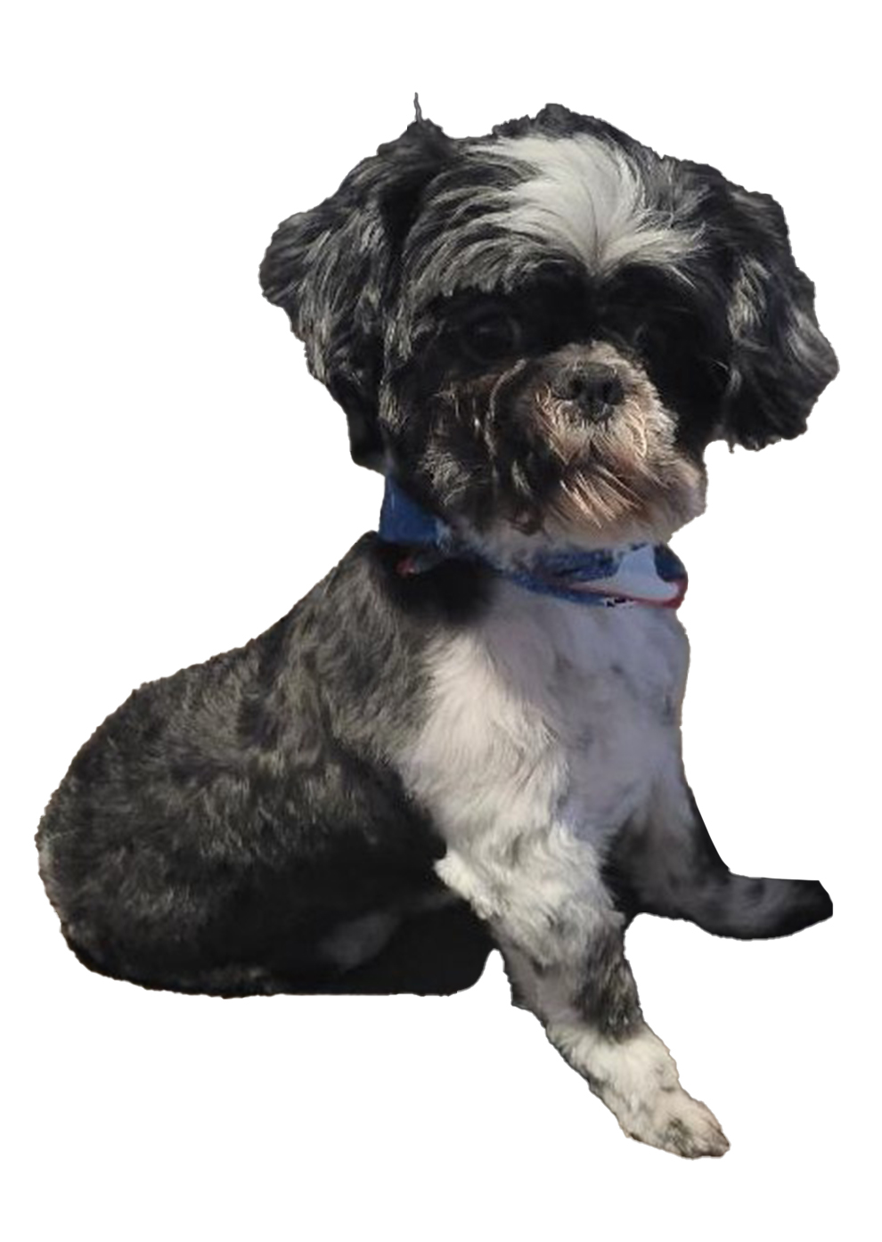 [Laser cut and engrave,Screen printing] Gold Medal Featuring an Embossed Shih Tzu Dog Portrait