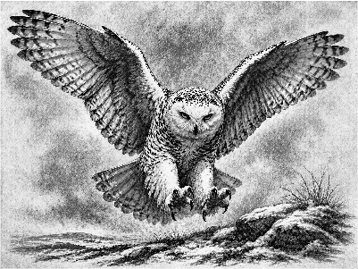 Owl Tile.xs