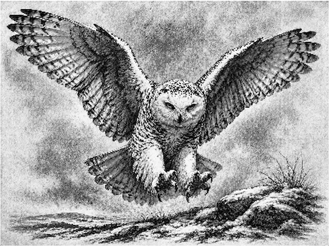 Owl Tile.xs