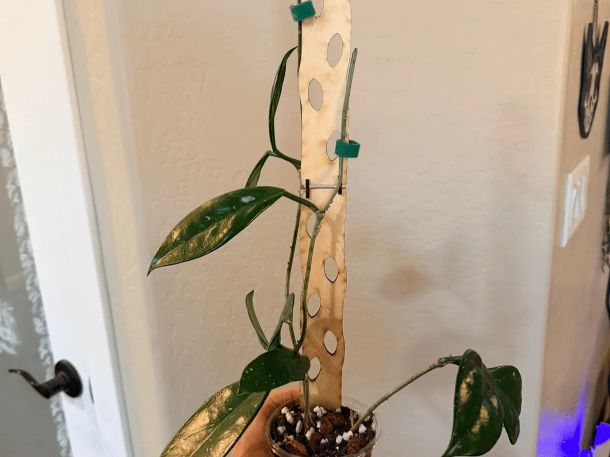 [Laser cut and engrave] Wooden plant trellis for climbing indoor houseplants