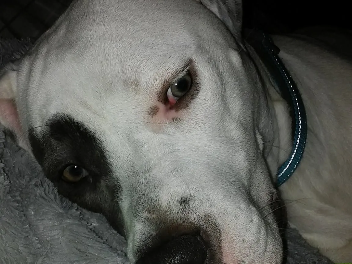 Zues